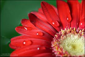 Flower.jpg
